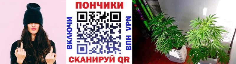 Псилоцибиновые грибы Тутаев